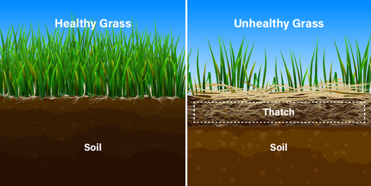 How to Get Rid of Thatch in Your Lawn