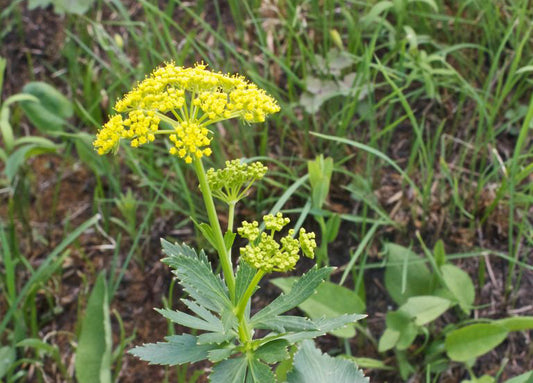 How to Get Rid of Wild Poison Parsnip Without Using Chemical Herbicides