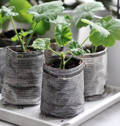 DIY Newspaper Pots for Starting Seeds
